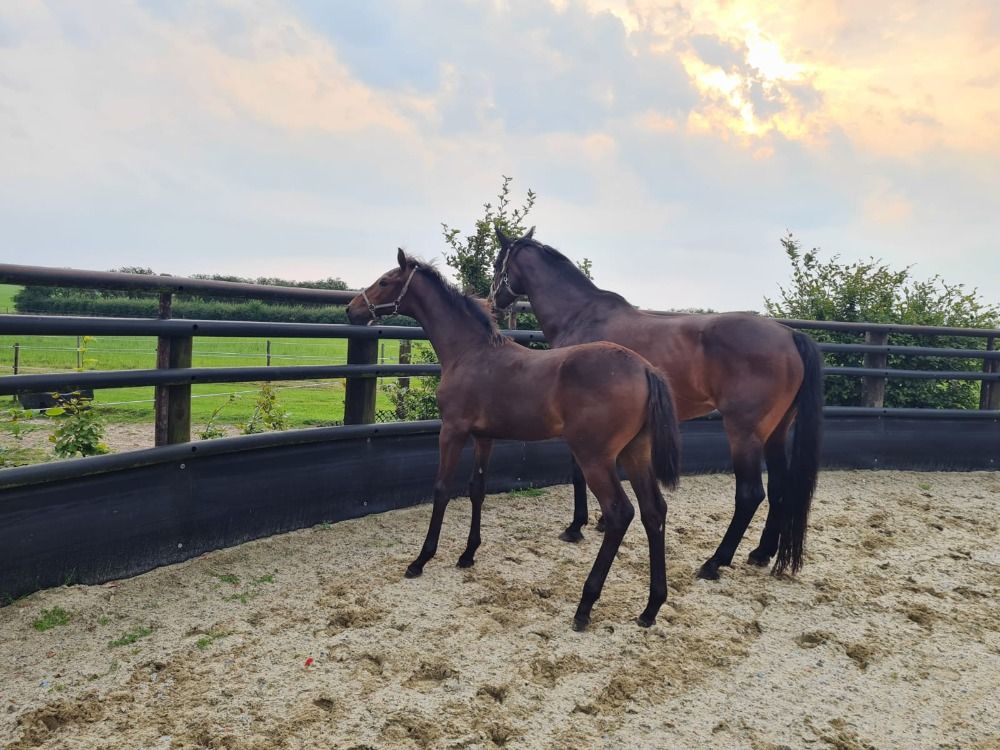 Deens warmbloed dressuurpaard Merrie 2 years old Bruin for sale - Photo 4