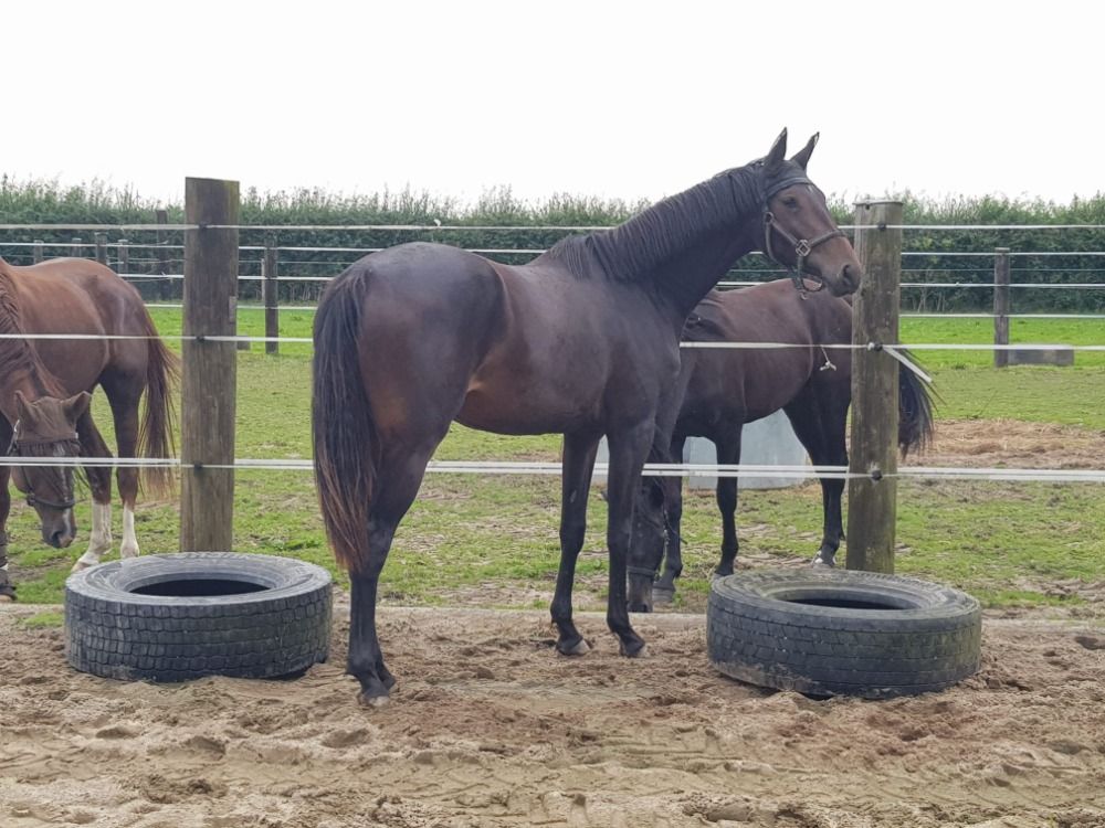 Deens warmbloed dressuurpaard Merrie 2 years old Bruin for sale - Photo 5