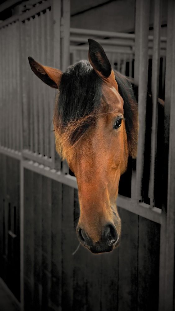 Deens warmbloed dressuurpaard Merrie 2 years old Bruin for sale - Photo 2