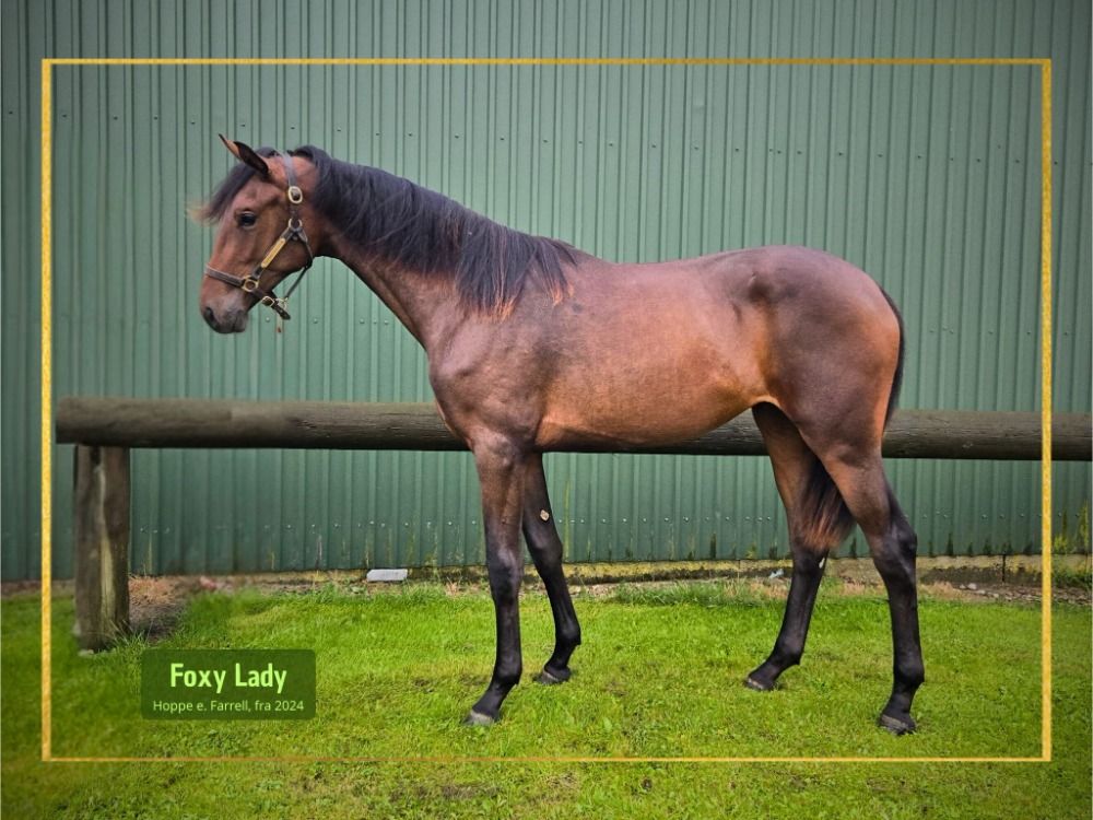 Blue Hors Farrell - 2 jarige merrie