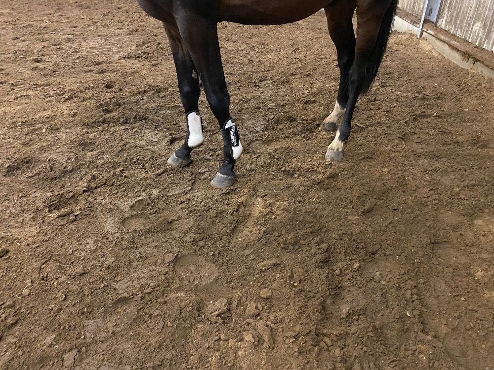 BWP dressuurpaard Ruin 3 jaar Donkerbruin te koop - Foto 5