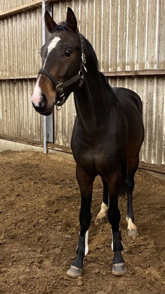 BWP dressuurpaard Ruin 3 jaar Donkerbruin te koop - Foto 3
