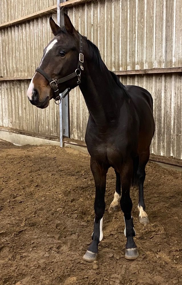 BWP dressuurpaard Ruin 3 jaar Donkerbruin te koop - Foto 4