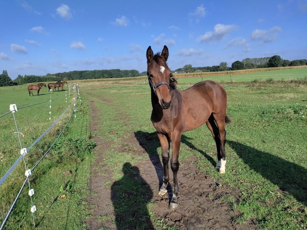 dressuurpaard Hengst Donkerbruin te koop - Hoofdfoto