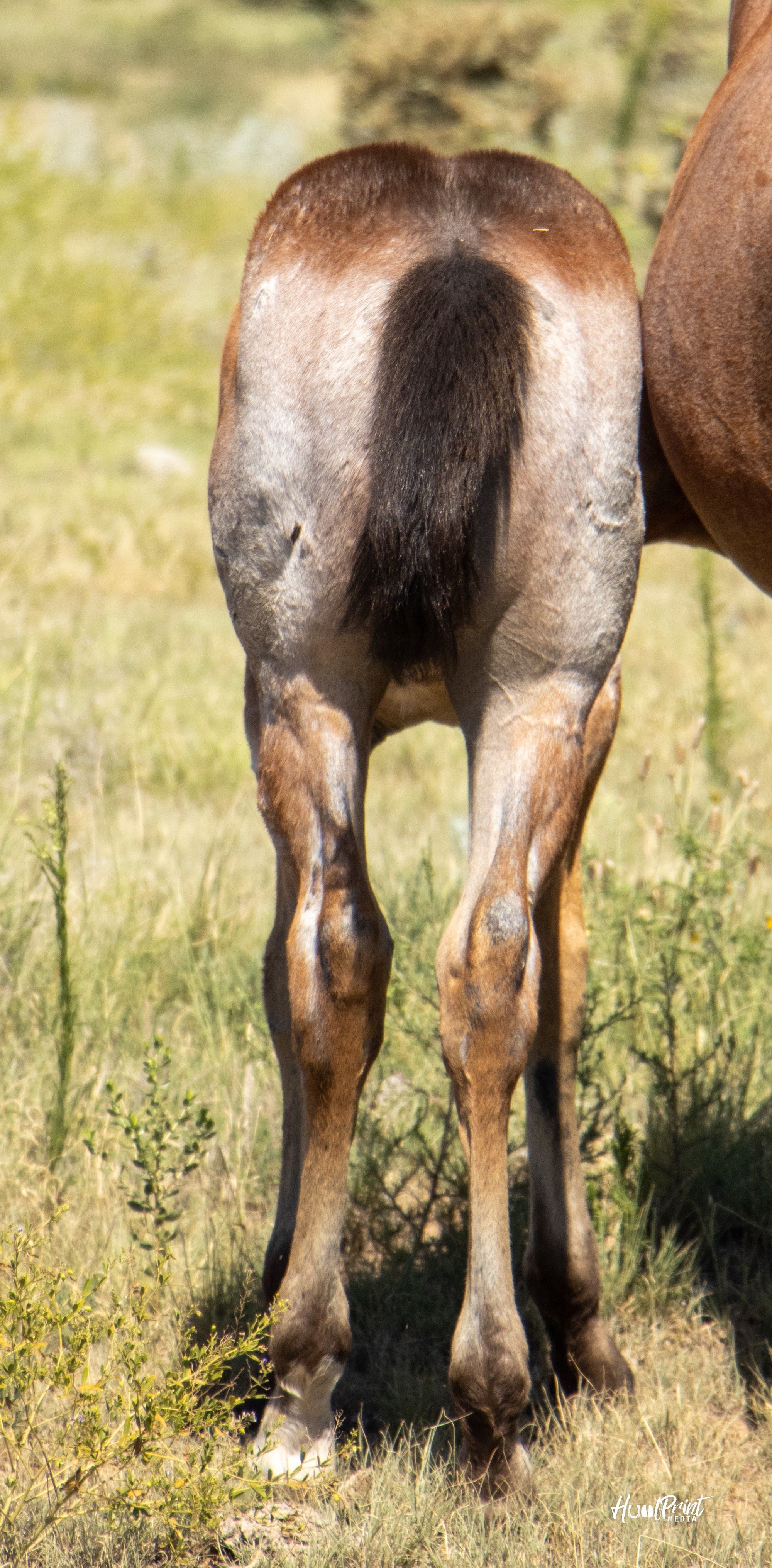 quarter-horse western-paard merrie 1 Jahre alt zu verkaufen - Foto 2