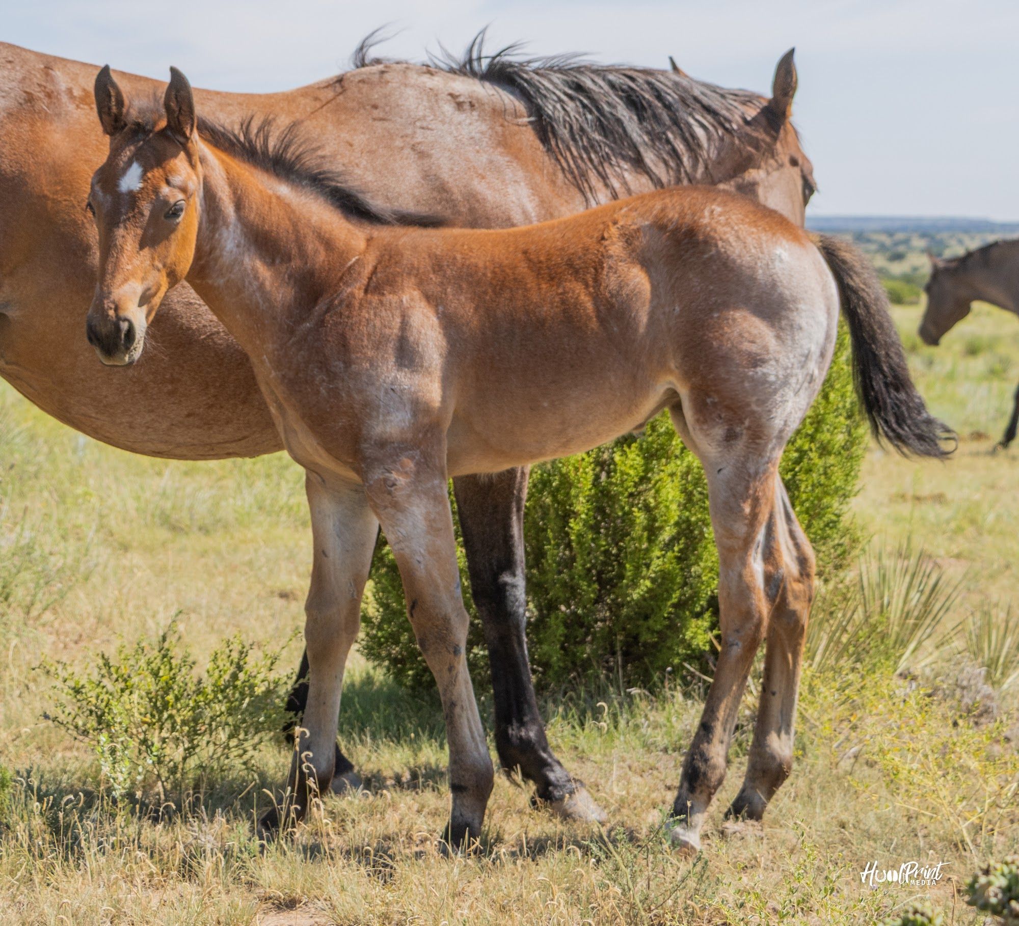 quarter-horse western-paard merrie 1 Jahre alt zu verkaufen - Foto 3