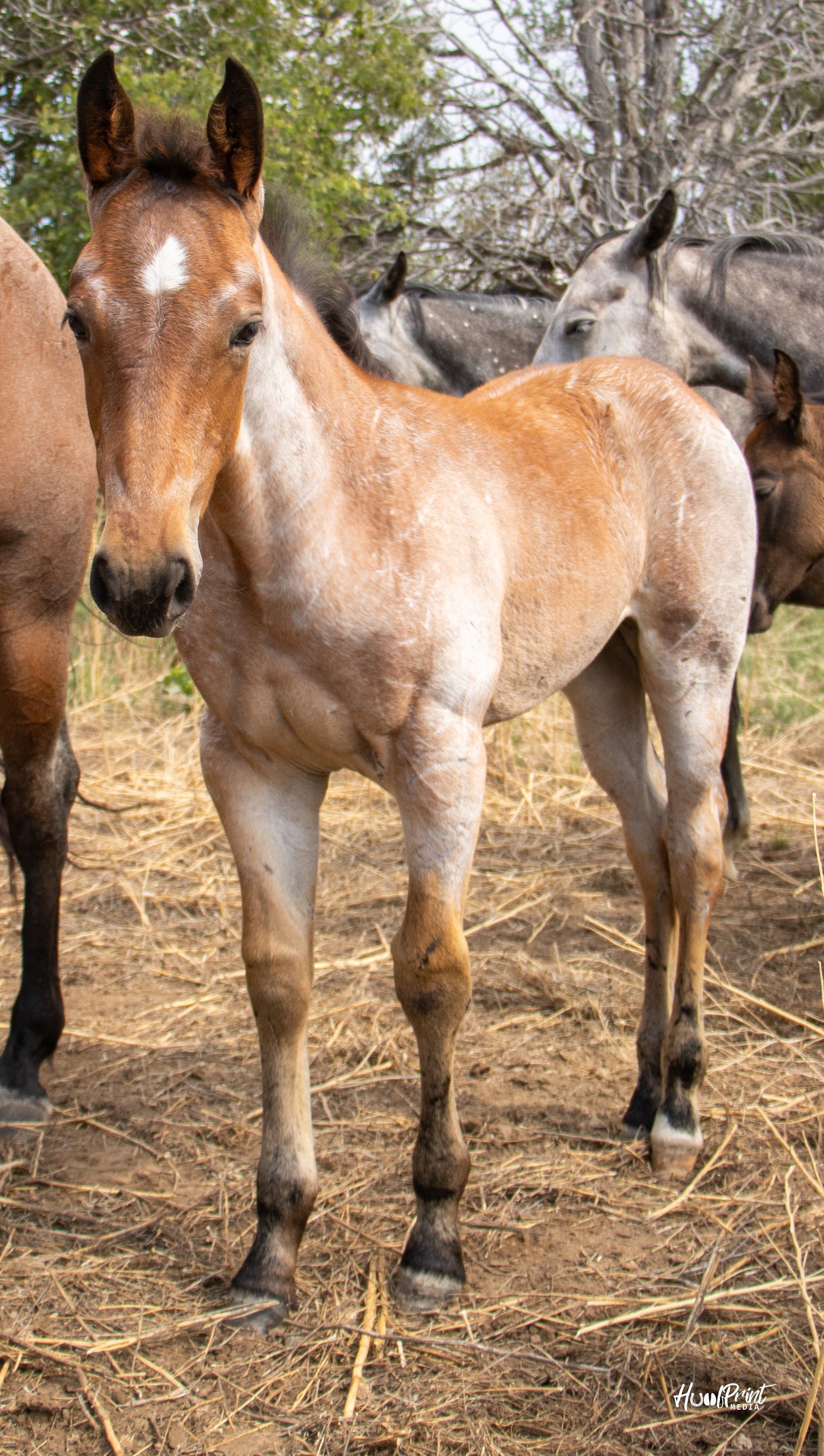 quarter-horse western-paard merrie 1 Jahre alt zu verkaufen - Foto 4
