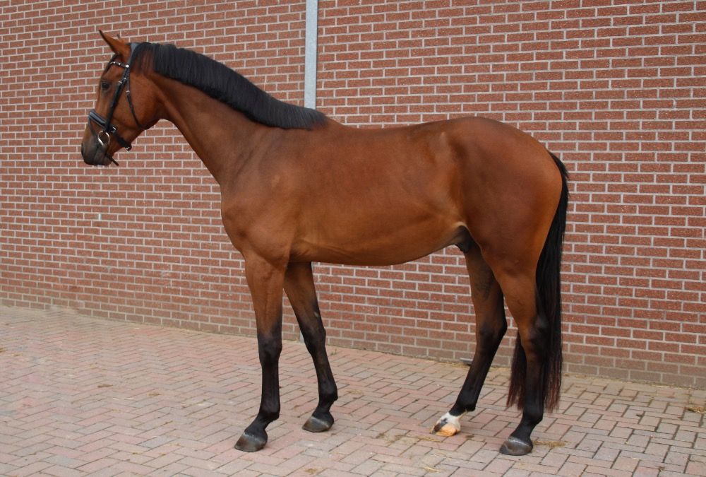 Stoere 3 jarige ruin te koop