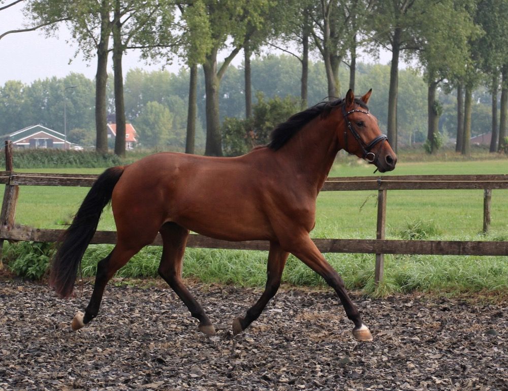 KWPN dressuurpaard Ruin 3 jaar Bruin te koop - Foto 3