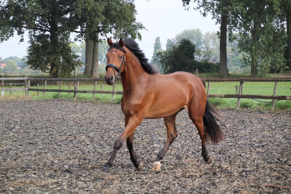 KWPN dressuurpaard Ruin 3 jaar Bruin te koop - Foto 5