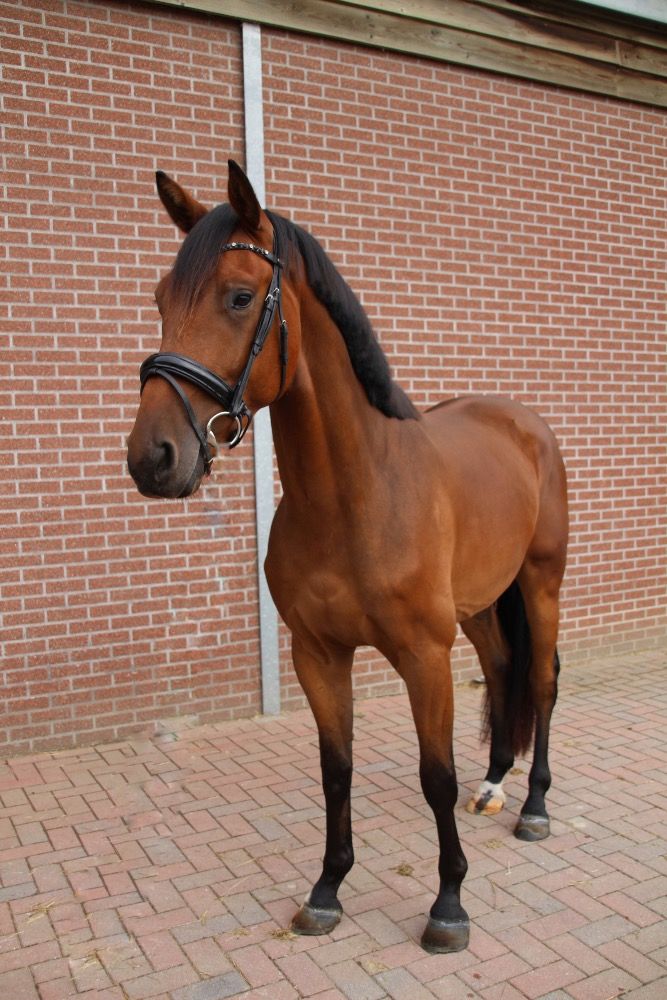 KWPN dressuurpaard Ruin 3 jaar Bruin te koop - Foto 4