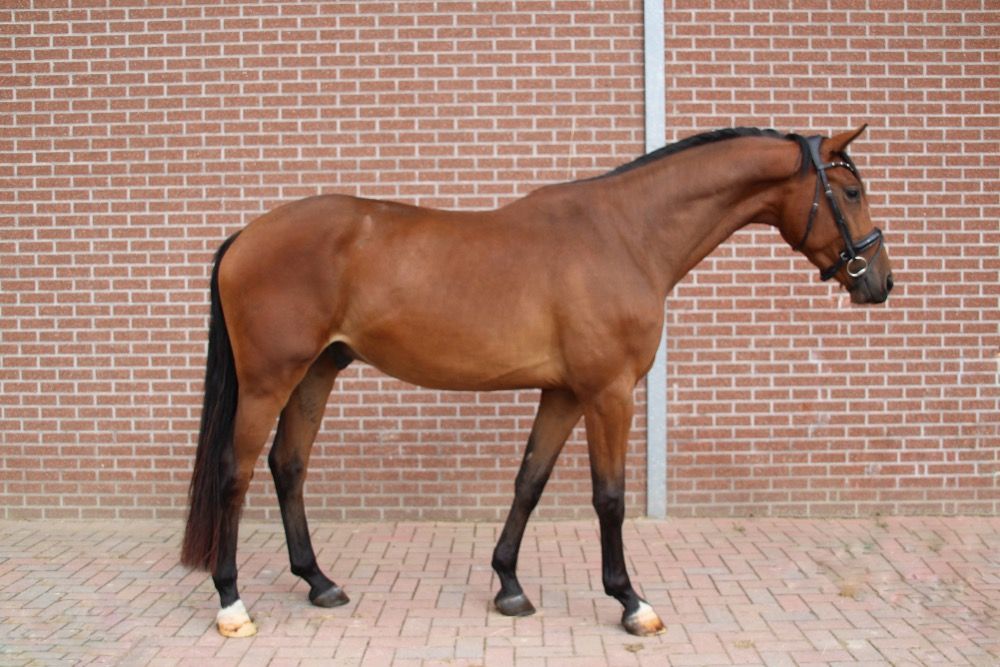 KWPN dressuurpaard Ruin 3 jaar Bruin te koop - Foto 2
