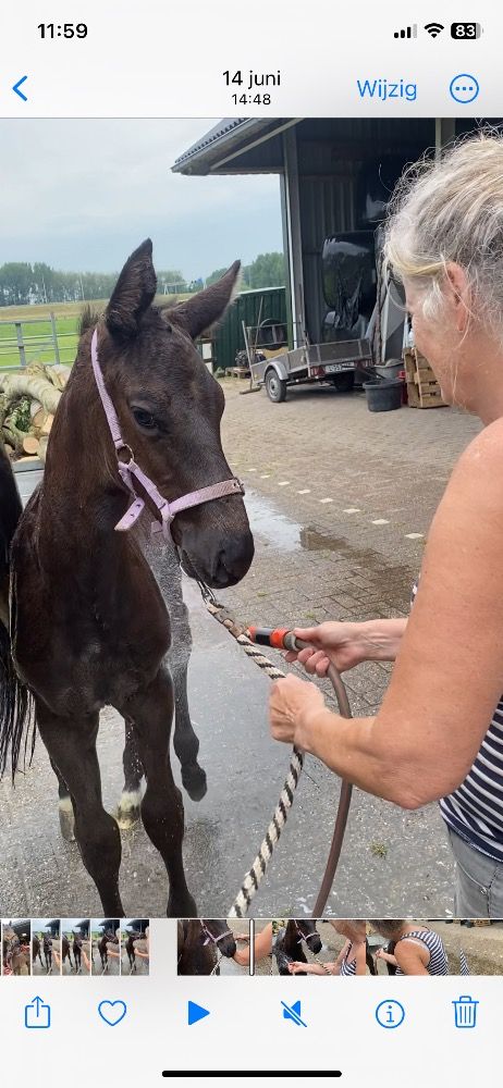 KWPN dressuurpaard Hengst Zwart te koop - Foto 4