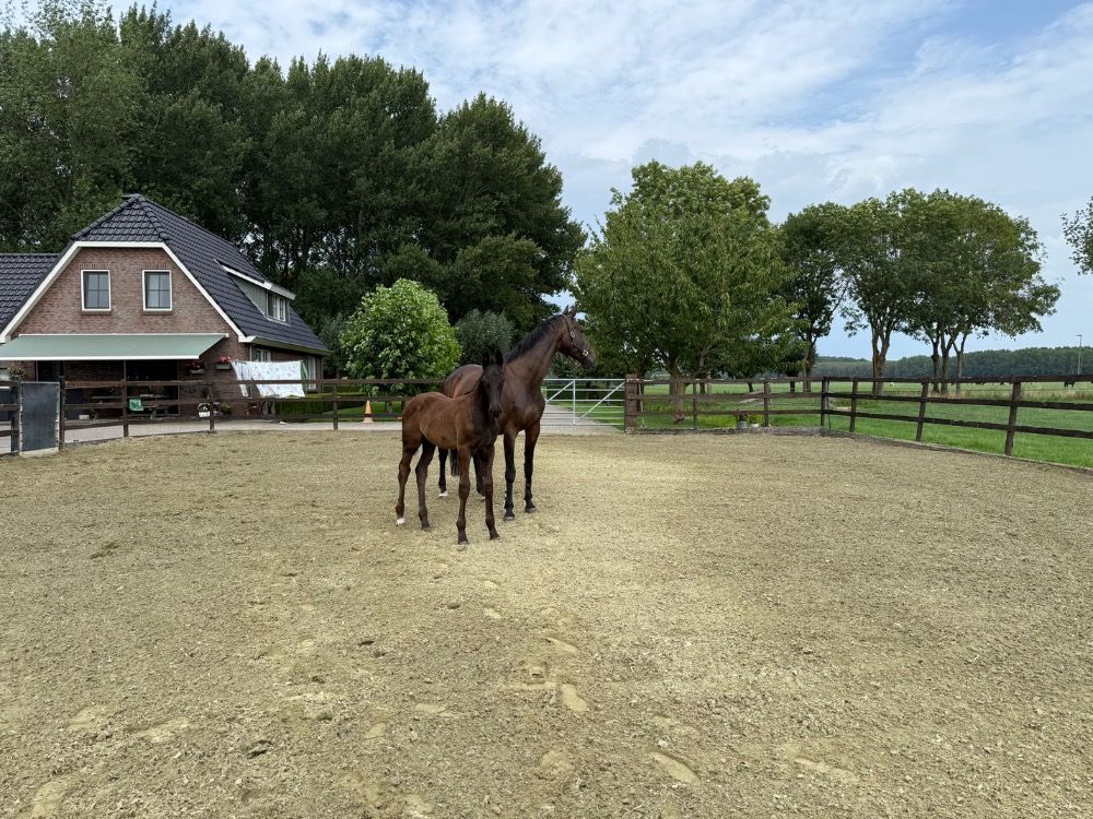 KWPN dressuurpaard Hengst Zwart te koop - Foto 6