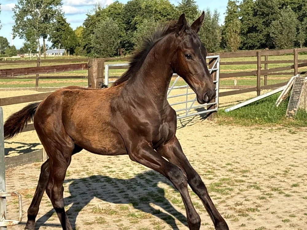 KWPN dressuurpaard Hengst Zwart te koop - Hoofdfoto