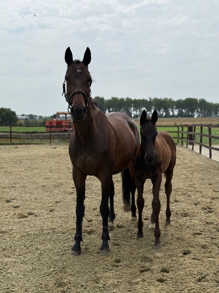 KWPN dressuurpaard Hengst Zwart te koop - Foto 2