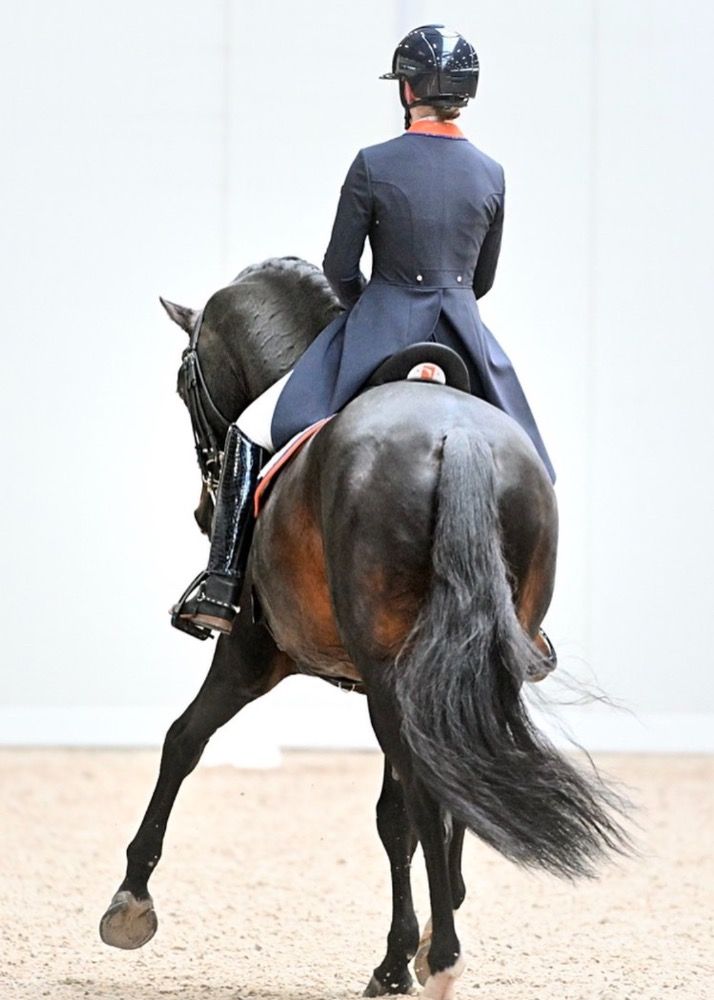 Gezocht Young Riders paard
