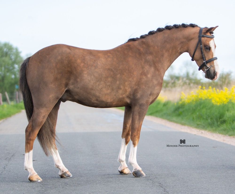 allround-pony Ruin 7 jaar Vos te koop - Foto 2