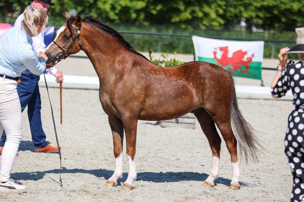 allround-pony Ruin 7 jaar Vos te koop - Foto 5