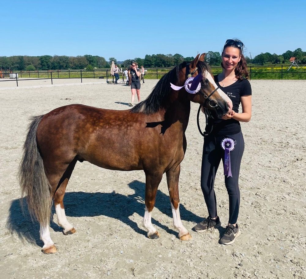 allround-pony Ruin 7 jaar Vos te koop - Foto 6