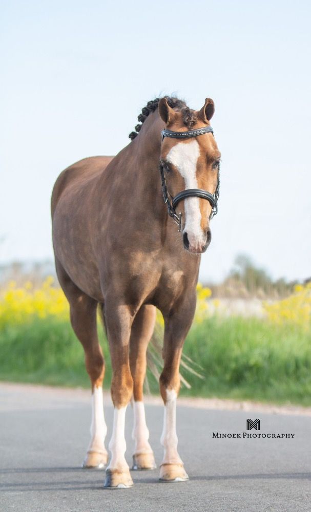 allround-pony Ruin 7 jaar Vos te koop - Foto 3