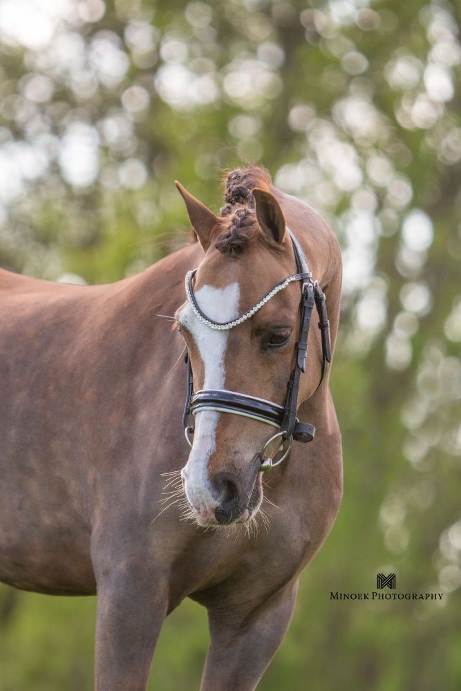 Super knappe en lieve B sport en kinderpony