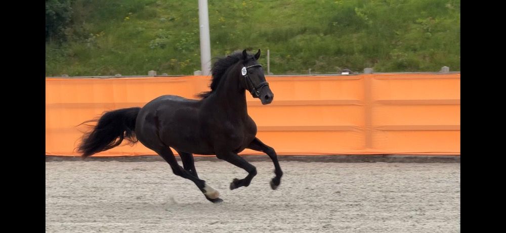 Ander stamboek allrounder Merrie 3 jaar Zwart te koop - Foto 6