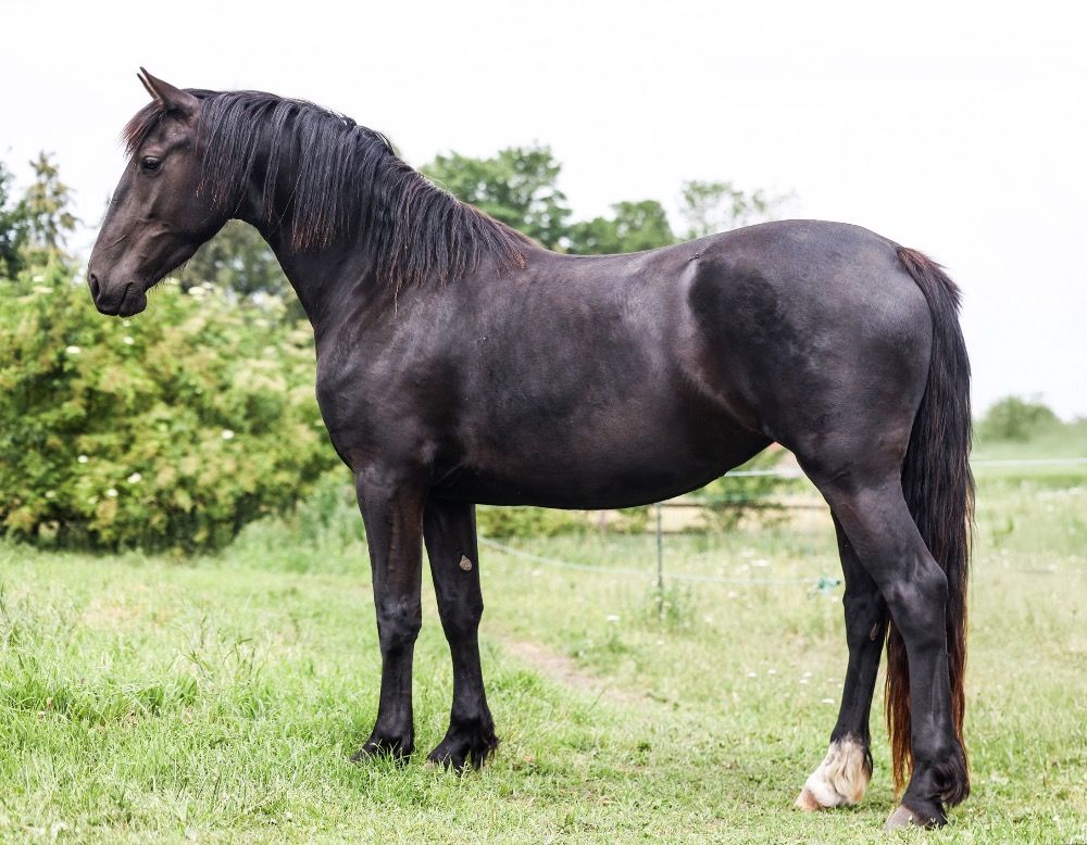 Ander stamboek allrounder Merrie 3 jaar Zwart te koop - Foto 4
