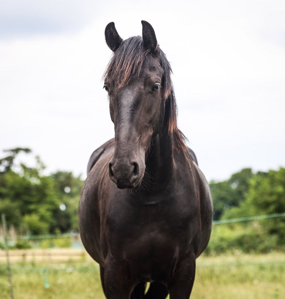 Ander stamboek allrounder Merrie 3 jaar Zwart te koop - Foto 3