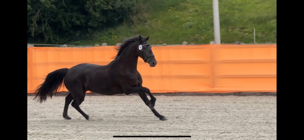 Ster Merrie 3 jarige Barock Pinto Maike van Soest