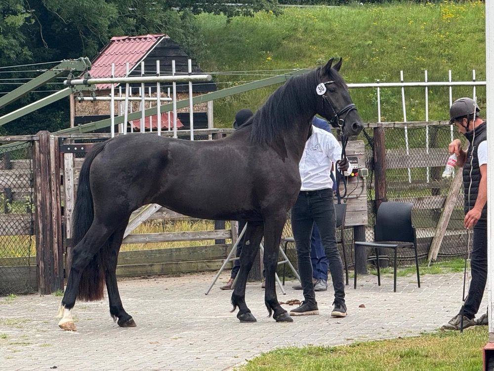 Ander stamboek allrounder Merrie 3 jaar Zwart te koop - Foto 2