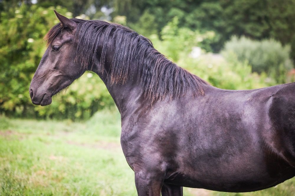 Ander stamboek allrounder Merrie 3 jaar Zwart te koop - Foto 5