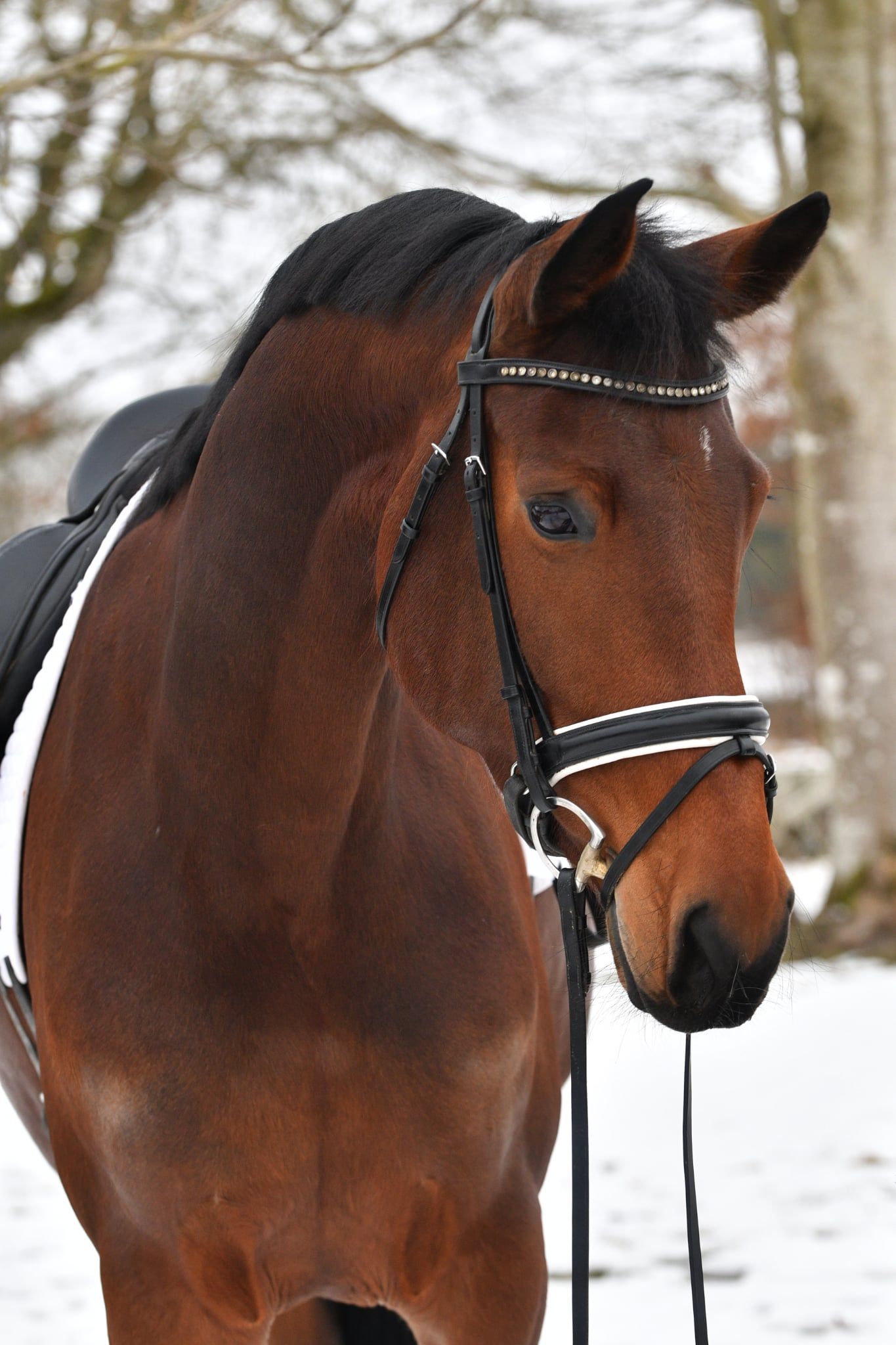 Danish Warmblood dressage stallion Young år Black till salu - Foto 3