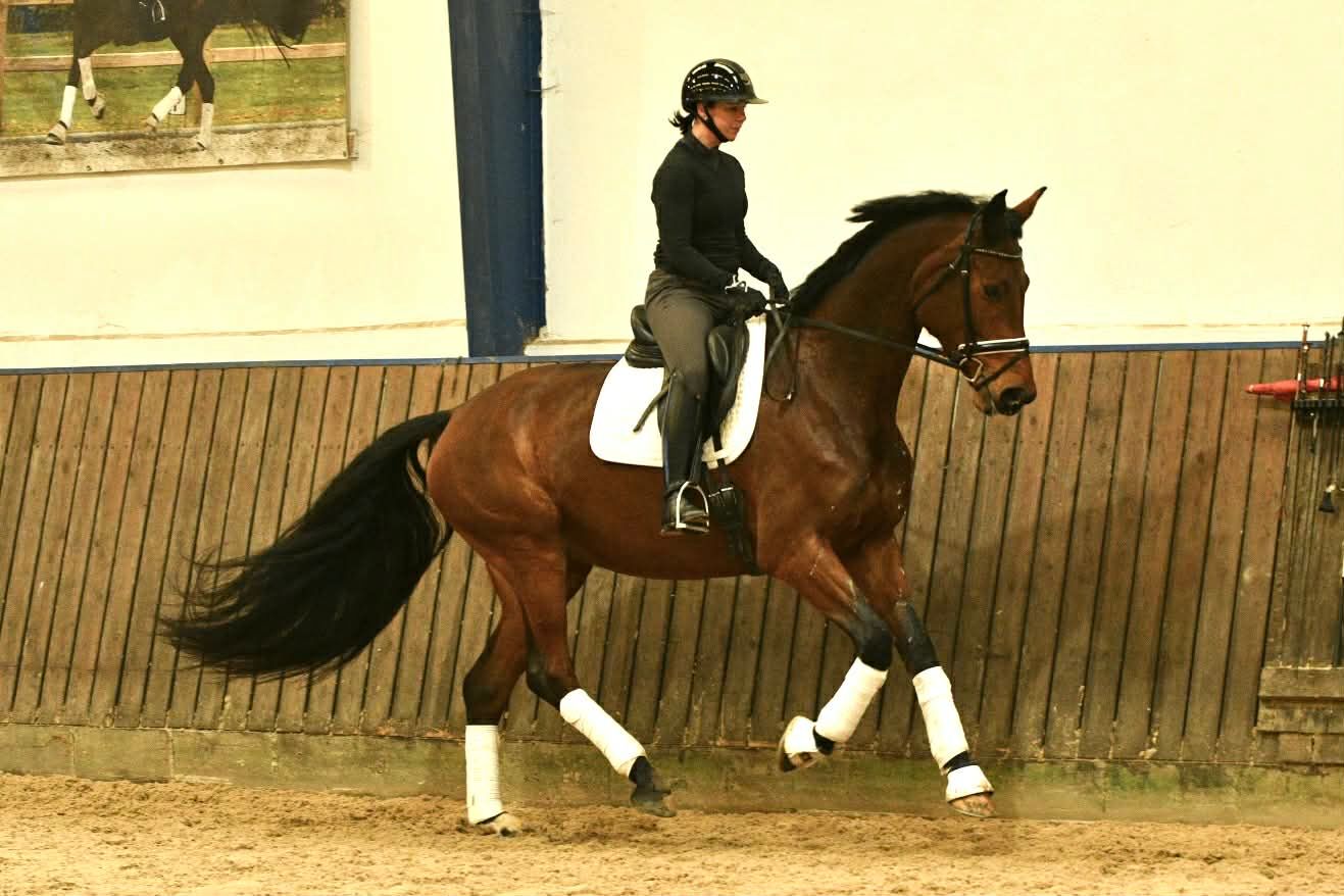 Danish Warmblood dressage stallion Young år Black till salu - Foto 2