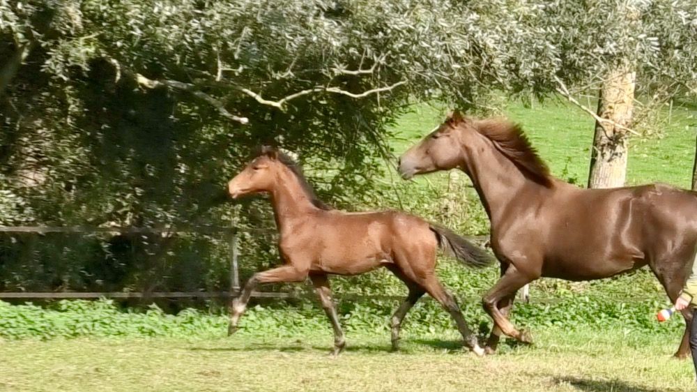 Oldenburg dressuurpaard Merrie 5 jaar Donkerbruin te koop - Foto 4