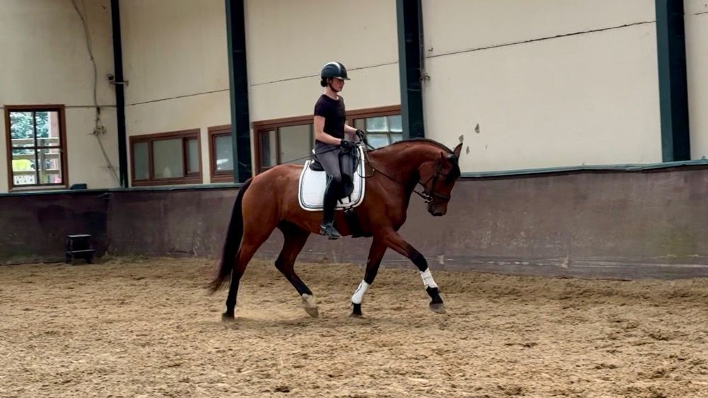 Oldenburg dressuurpaard Merrie 5 jaar Donkerbruin te koop - Foto 2
