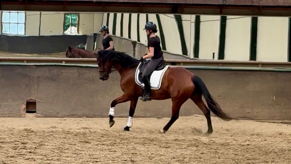 Oldenburg dressuurpaard Merrie 5 jaar Donkerbruin te koop - Foto 3