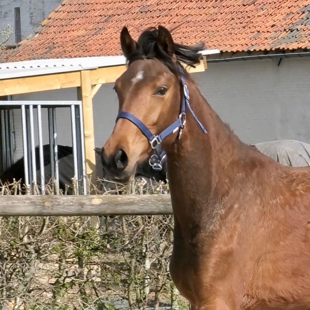 Oldenburg dressuurpaard Merrie 5 jaar Donkerbruin te koop - Foto 6