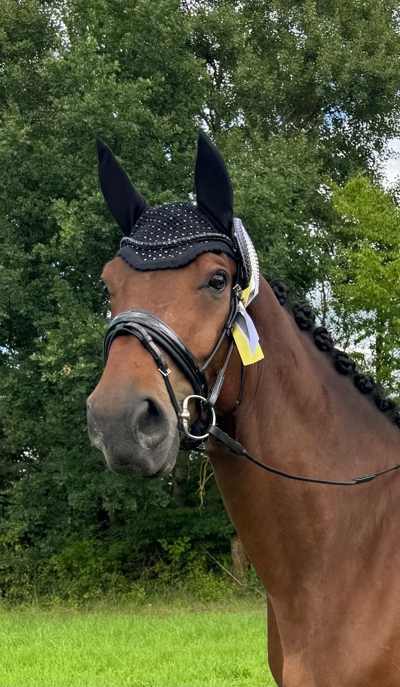 Oldenburg dressuurpaard Ruin 6 jaar Donkerbruin te koop - Foto 3