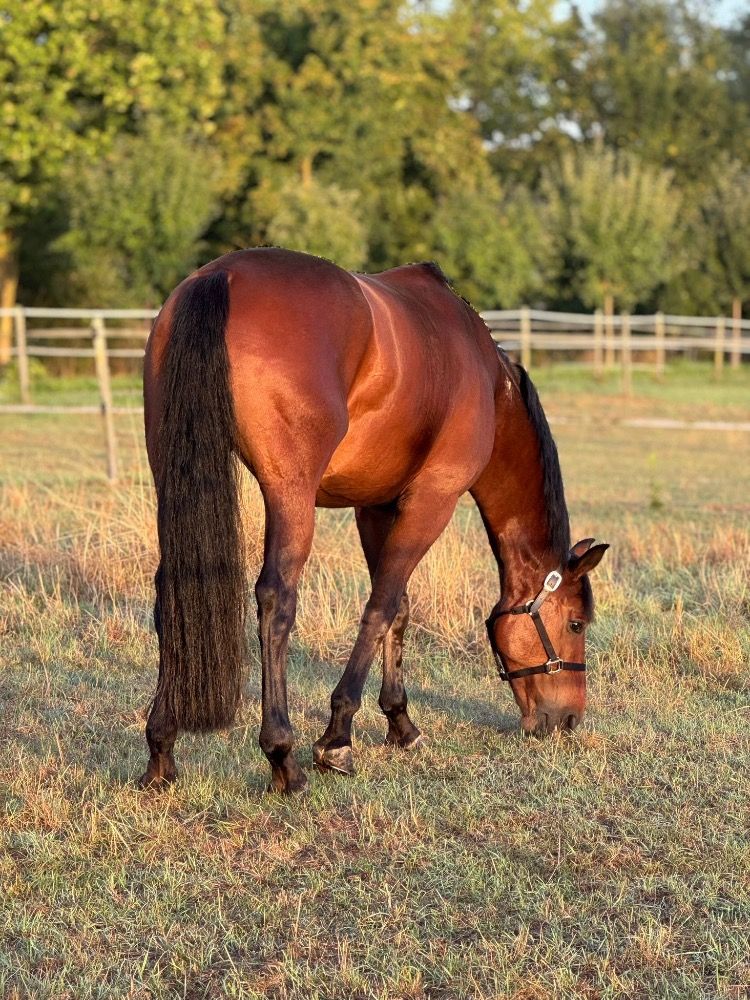 Oldenburg dressuurpaard Ruin 6 jaar Donkerbruin te koop - Foto 2