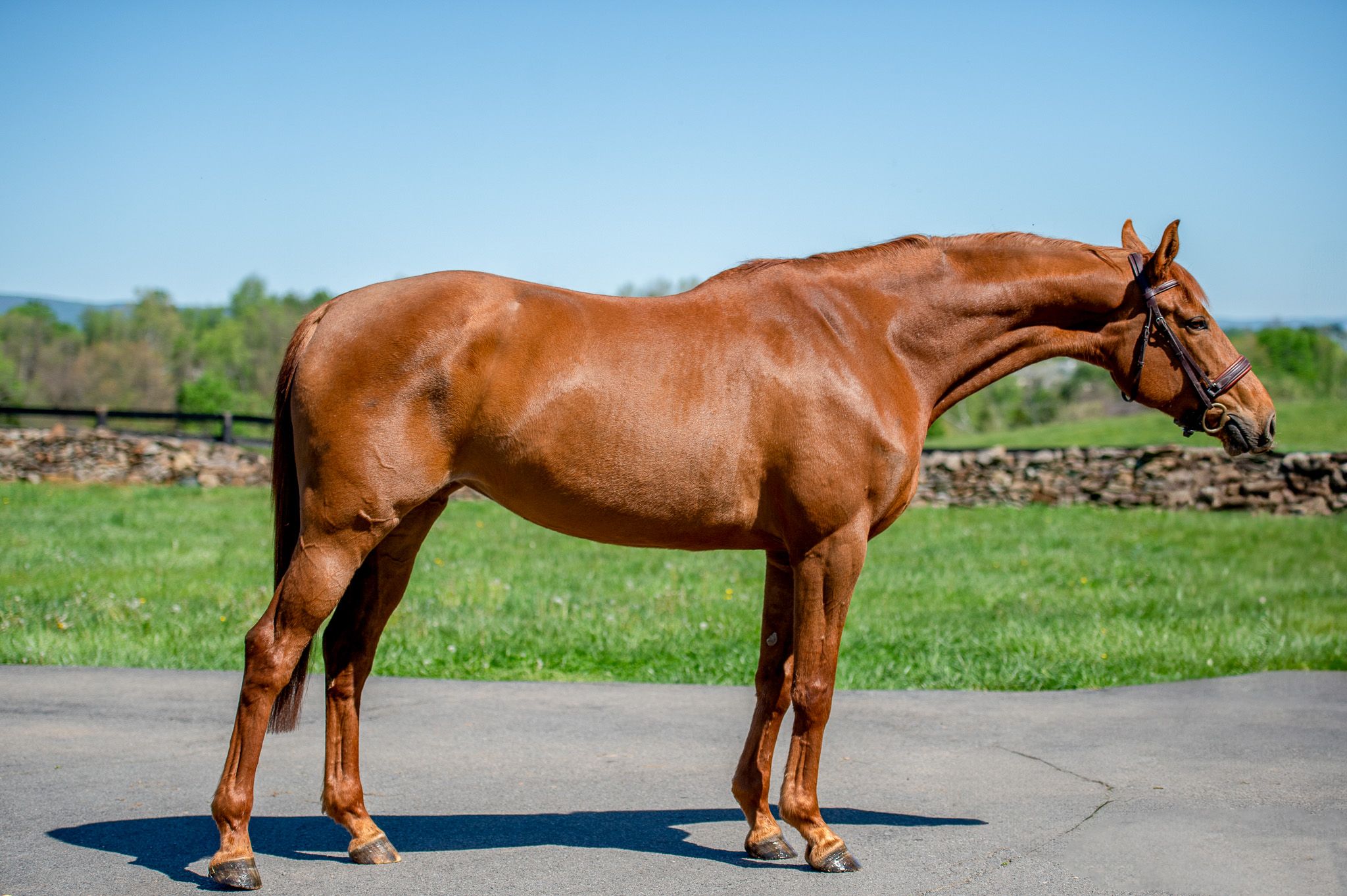 North American Sporthorse allrounder mare 6 jaar Chestnut te koop - Foto 3
