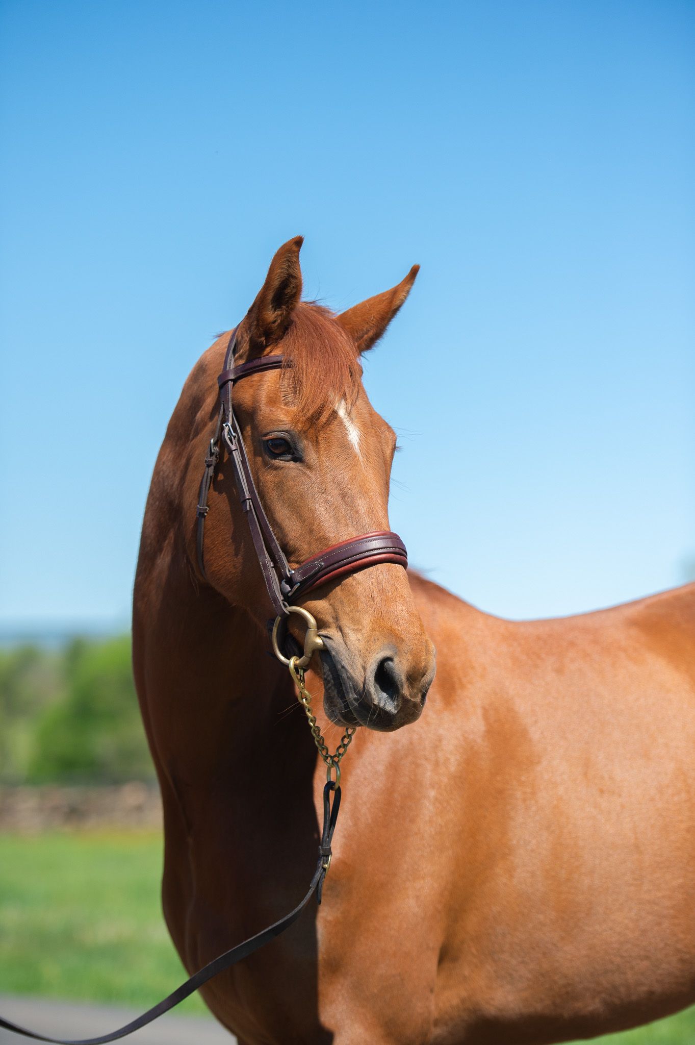 North American Sporthorse allrounder mare 6 jaar Chestnut te koop - Foto 4