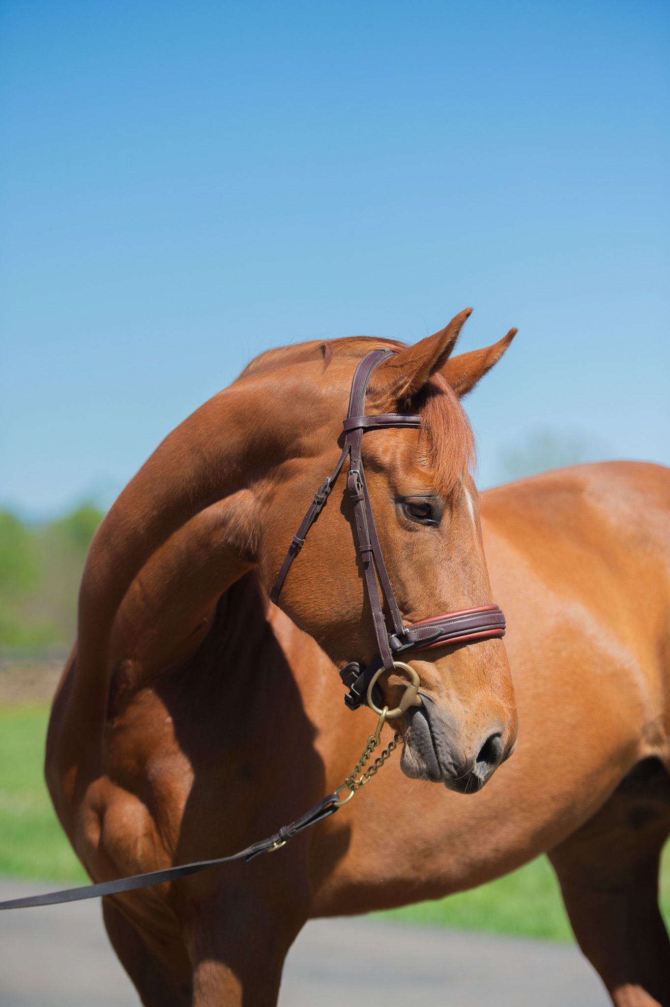 North American Sporthorse allrounder mare 6 jaar Chestnut te koop - Foto 5