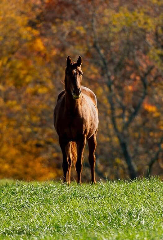 North American Sporthorse allrounder mare 6 jaar Chestnut te koop - Foto 6