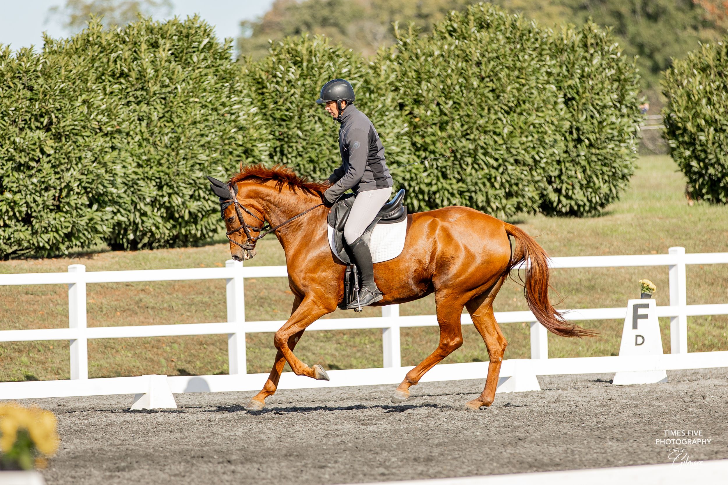 North American Sporthorse allrounder mare 6 jaar Chestnut te koop - Foto 2