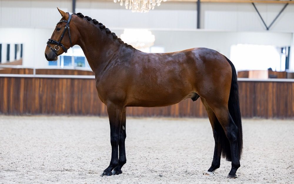 KWPN dressuurpaard Ruin 3 jaar Bruin te koop - Foto 2