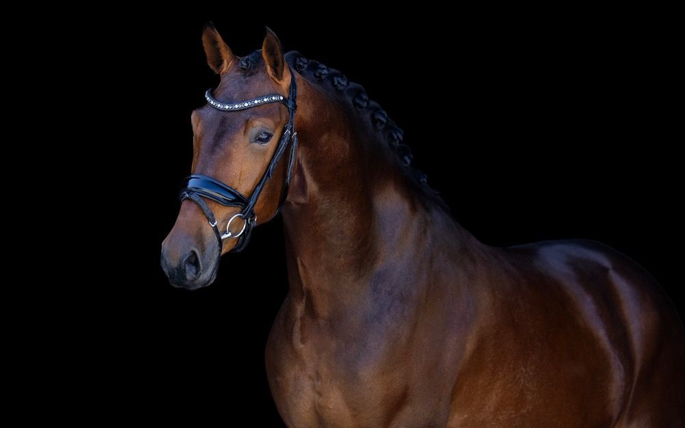 KWPN dressuurpaard Ruin 3 jaar Bruin te koop - Hoofdfoto