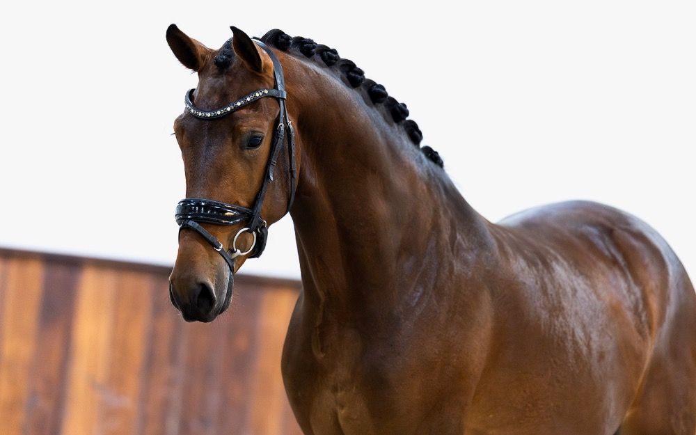KWPN dressuurpaard Ruin 3 jaar Bruin te koop - Foto 3