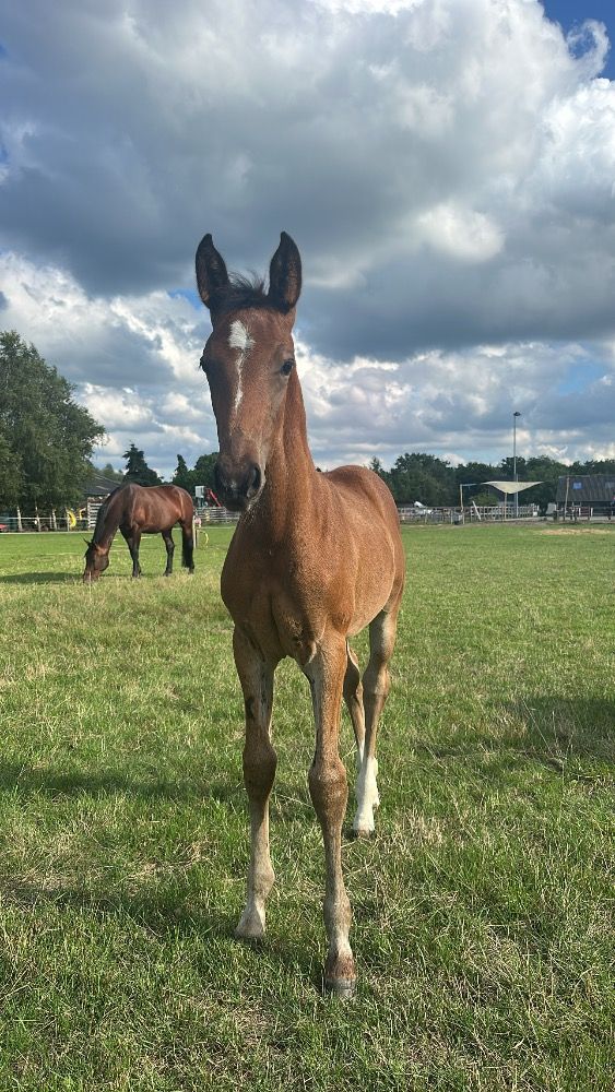 KWPN springpaard Merrie Donkerbruin te koop - Foto 3