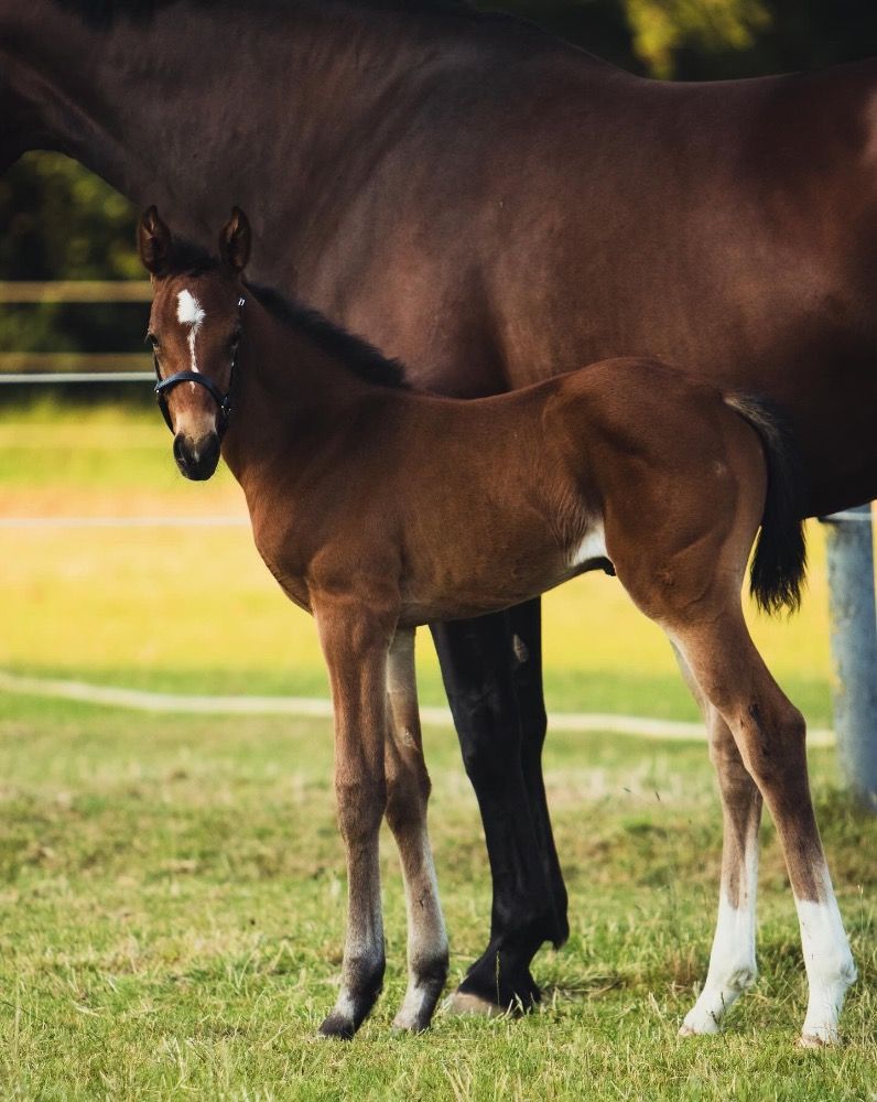 KWPN springpaard Merrie Donkerbruin te koop - Foto 2